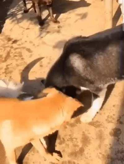 WOOF BEZOS, starver of peers