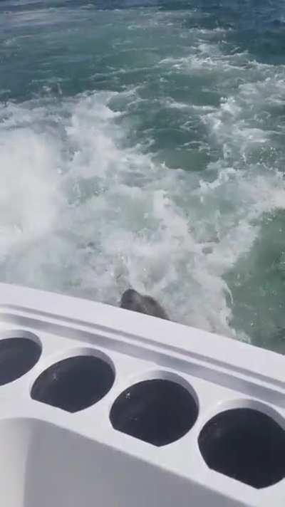 Feeding a wild seal.