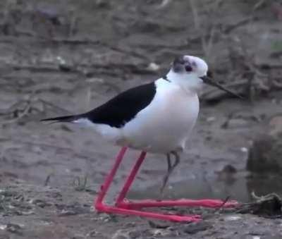 🔥Little guy ❤️