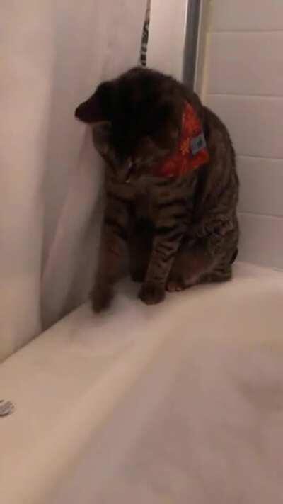 Cat taps bubbles