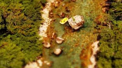 Miniature Montenegro 🇲🇪