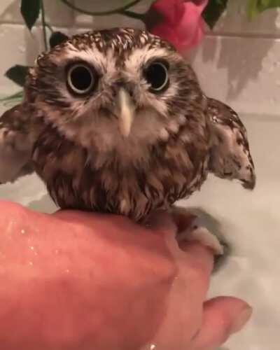 Owl Bath