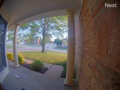 Мерзкие вороватые муравьи вновь украли мою почту, будьте вы прокляты!