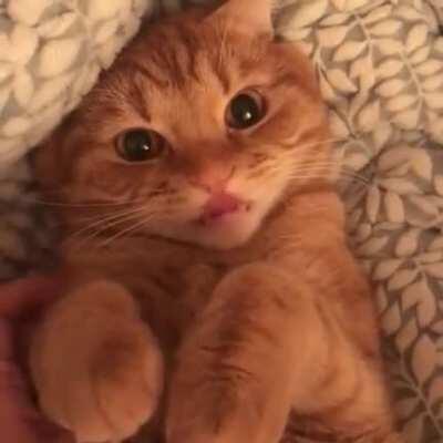 This cat wishes you a good night