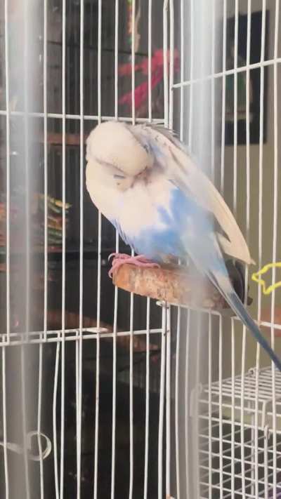 Pretty little Arlene preens 