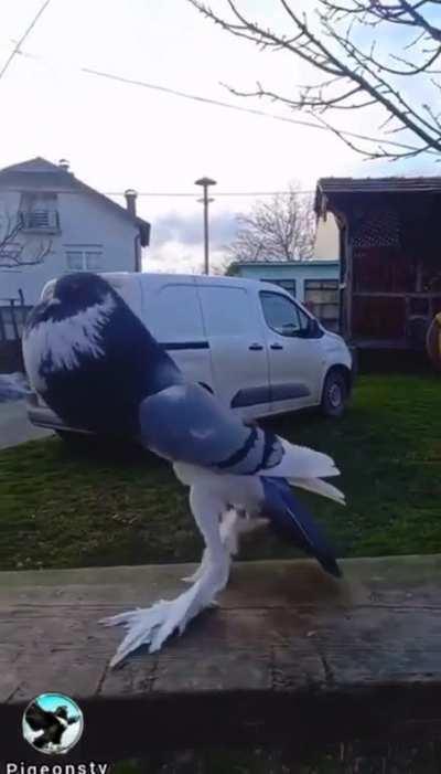 Mutant pigeon?
