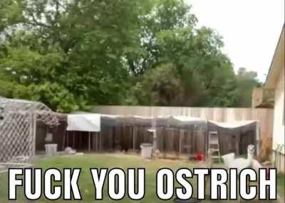 ostrich mad 😡😡😡😳😳😳🥊🥊🥊