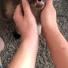 My cat Tofu REALLY likes to have her cheeks rubbed