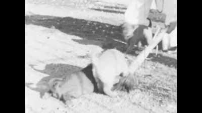 Philippine doggos 1942