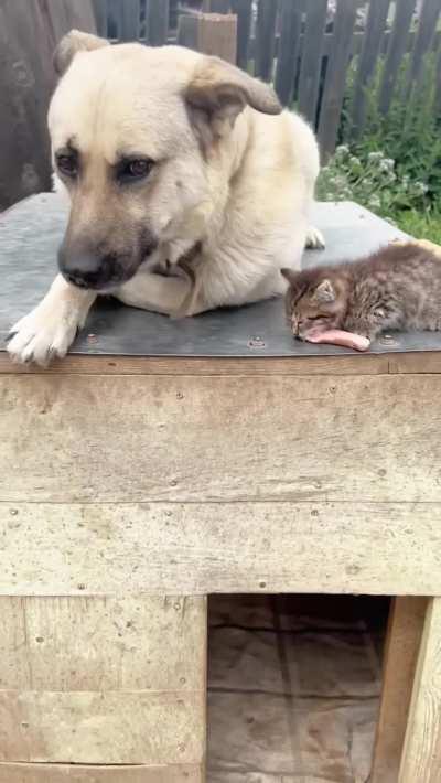 The Sharing of the Sausage