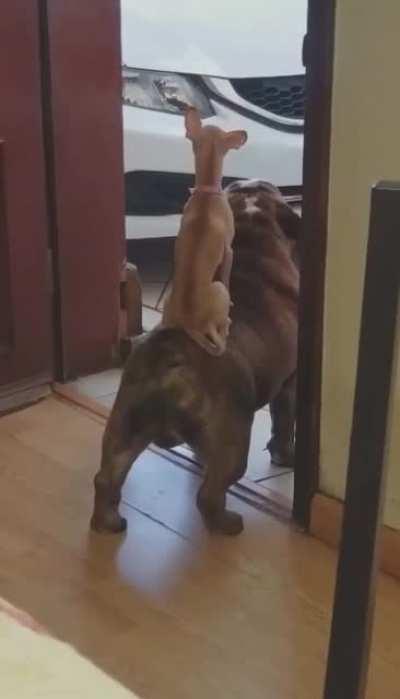 Timon and Pumbaa dog version.