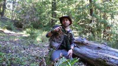 The rubber boa is considered one of the most docile boa species in the world and is known to never strike or bite a human under any circumstance. They are found in western US states and Canadian provinces. In the vid, Coyote Peterson finds a rubber boa in