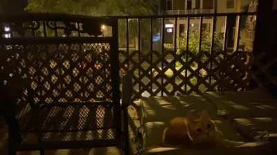 Rain w/bonus staring contest