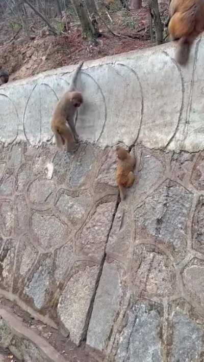 Incredibly intelligent. How carefully and slowly plan to take care of their distressed baby