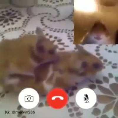 Upvote to make hampter feel better