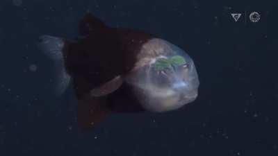 This is a Barreleye fish which are mainly found at depths of 3330ft. We didn’t know their heads were actually transparent until 2004