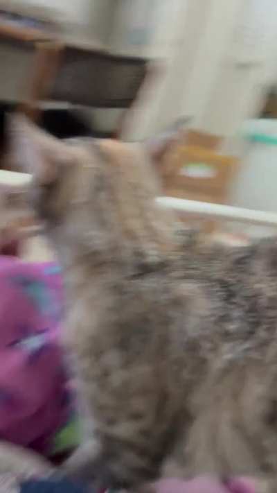 Thumbelina’s purrs are louder than her meows 😸