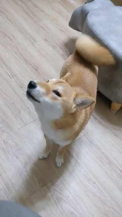 She's complaining at the cat for not playing with her.