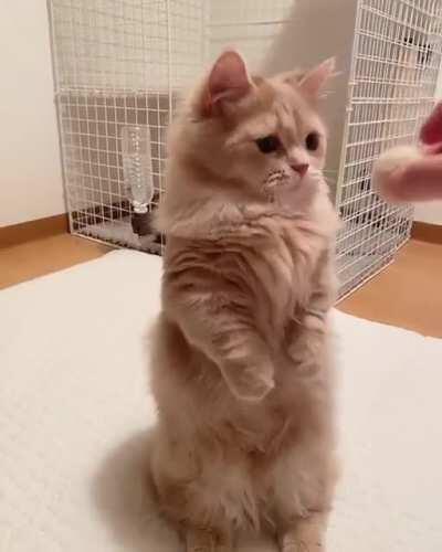 Cat.