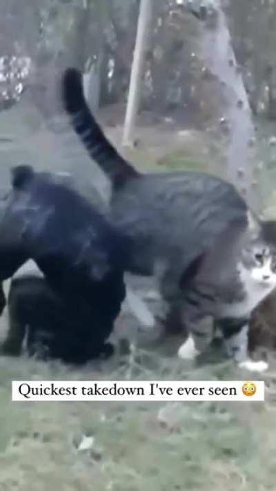 Some excellent screen footage of a feline player in the West hemisphere dominating a canine player in PVP