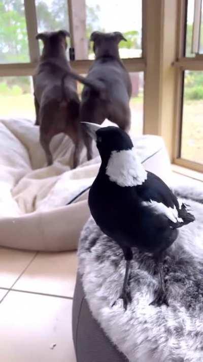 Летающий пёсель