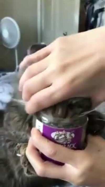 to get the cat off crack