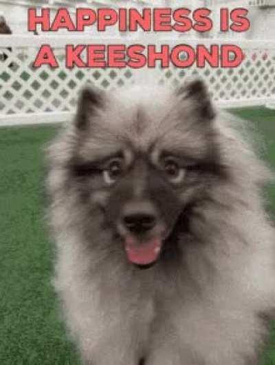 Keeshonds are great dogs. They have tasty flesh that has a veal like quality that's delicious deep fried. Their fluffy coats make a lovely toddler's winter jacket.