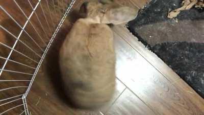 Tricks for bedtime treats