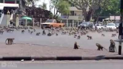 Hoards of starving monkeys storm Lopburi in central Thailand after the tourists who usually feed them fled due to Coronavirus