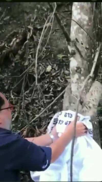 Sloth being grateful for the man who helped it in crossing the road.