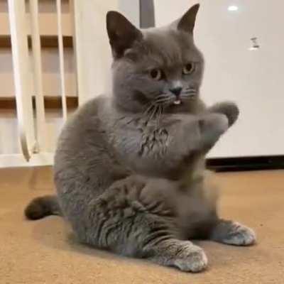 Cat.