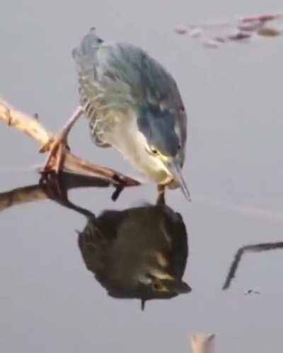 Striated heron using a dead bug to fish for a more substantial meal