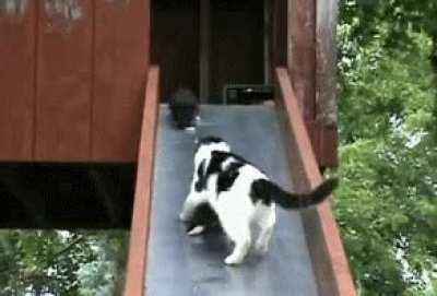 How many kittens does she have up there?