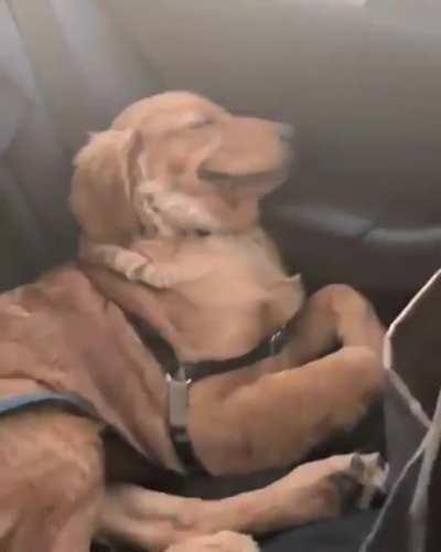 When you're a good boy even while sleeping