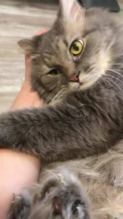 Listen to this beautiful and unusual purr