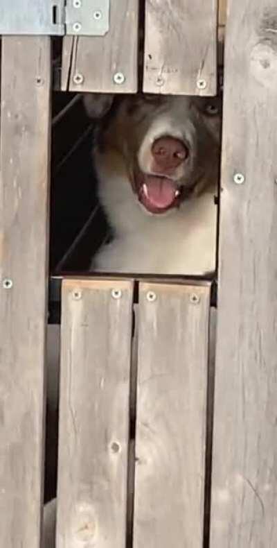 Why should you get a lab? This is why.