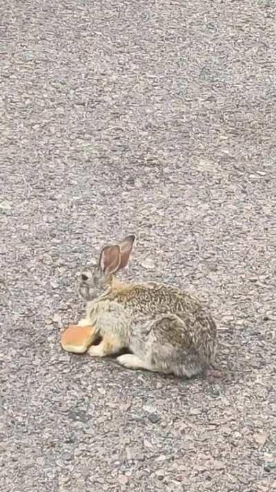 Hot Dog!! My bf delivers bread to grocery stores in Colorado & the critters love him