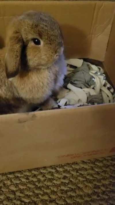 I finally ripped up some old shirts to make a dig box and she loves it! I should have done this sooner.