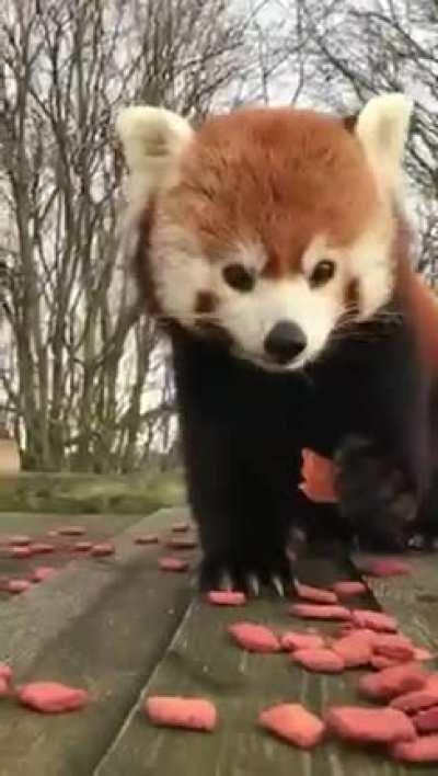 Red Panda Enjoying Snacks