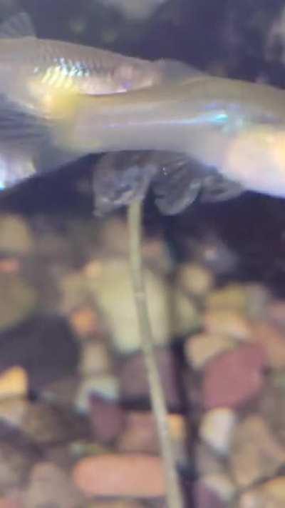 When they ask if I have aquaponics experience: