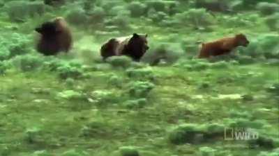 Bison is forced to abandon her calf after a Grizzly Bear hunts it down