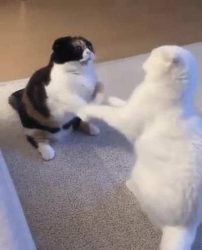 A different kind of fight