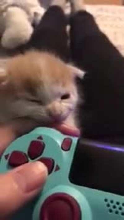 Stop playing and pets me!