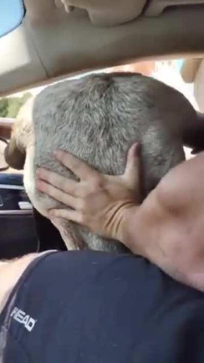 Feeding a little too close...