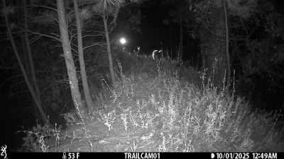 Lions and tigers and bears..