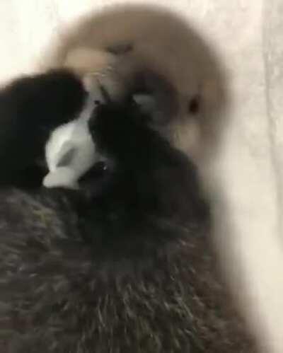 🔥 Baby otter Joey wrestling fiercely with a shark 🔥