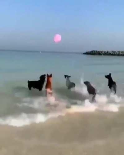Dogs having fun with balloon!