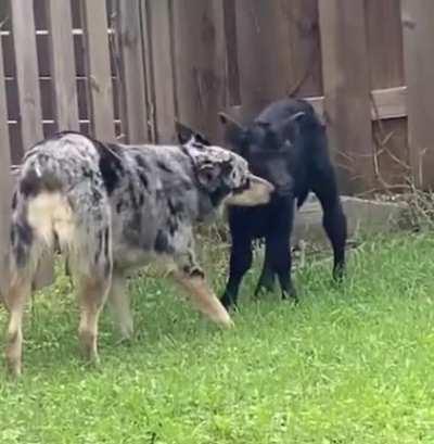 Guys Bandit and Stanley are friends now.