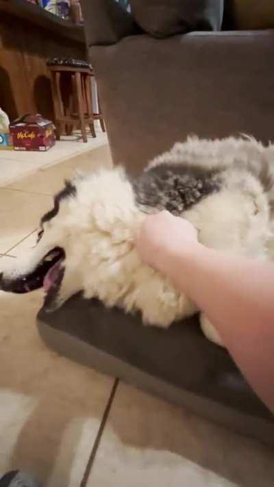 It’s been hot/cold for the last month here in Fl and my boy is falling apart. His tantrum was because he both wants and does not want to be plucked.