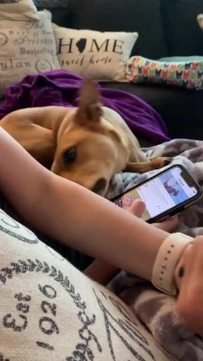 Doggo doesn’t like it when wife and I hold hands